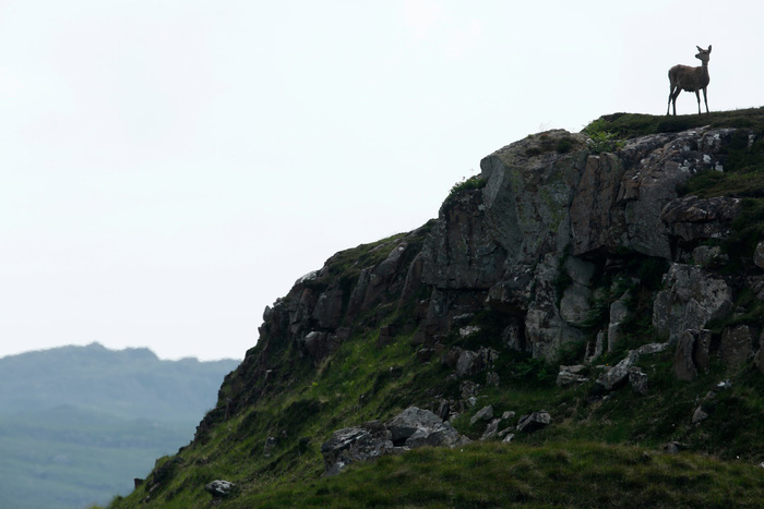 Đến[-]đảo[-]Scotland[-]khám[-]phá[-]sự[-]sống[-]hươu[-]đỏ